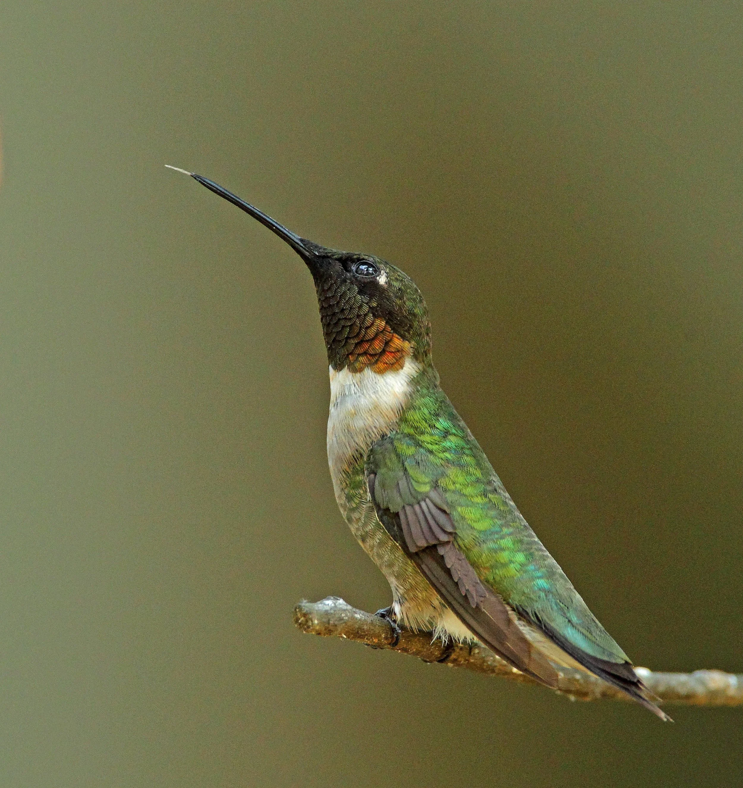 Tiny Treasures: Discovering the Ruby-Throated Hummingbird